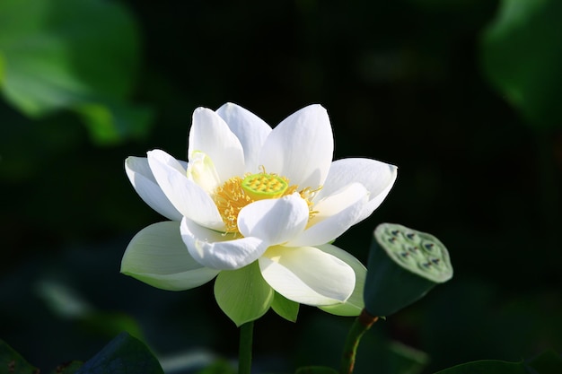 blooming white Lotus flower