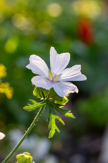 Blooming white musk mallow flower on a summer sunny day macro photography.