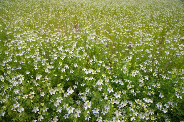 필드 상위 뷰 질감 배경에 피는 흰색 Nigella sativa 꽃