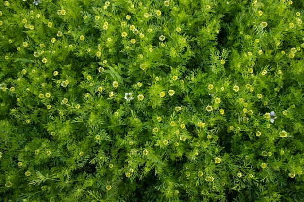 野原で開花する白いニジェラ・サティバの花 トップビュー 構造の背景