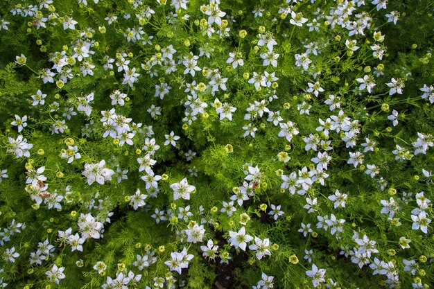 Foto fiori bianchi di nigella sativa in fiore nel campo vista superiore sfondo della consistenza