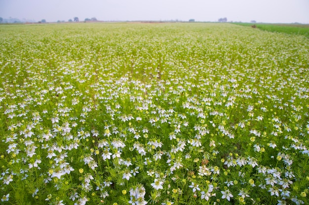 Цветущие белые цветы Nigella sativa в поле с голубым небом, вид на природный ландшафт