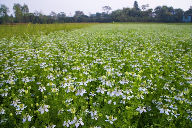 Цветение белых цветов Nigella sativa в поле с голубым небом