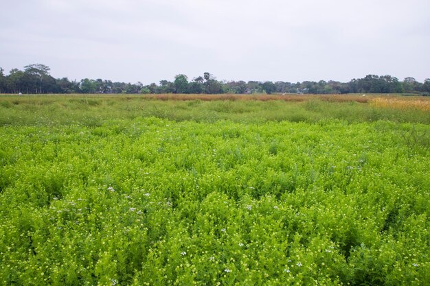 Foto fiori bianchi di nigella sativa in fiore nel campo con cielo blu vista paesaggio naturale