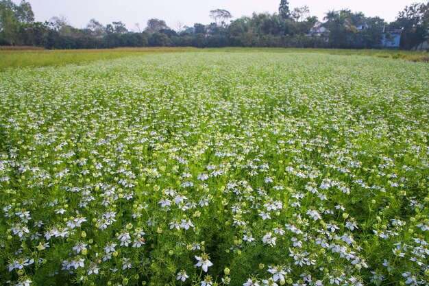 青い空の野原で開花する白いニジェラ・サティバの花 自然の風景