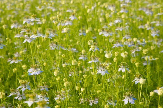 Цветущие белые цветы Nigella sativa в поле