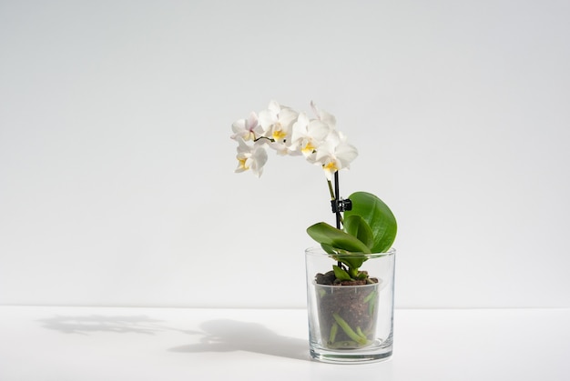 Blooming white orchid plant in transparent pot on a table with shadow