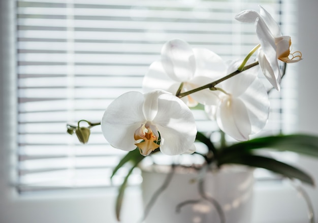 Blooming white orchid on the windowsill. Phalaenopsis on blinds window background. Home flower plants