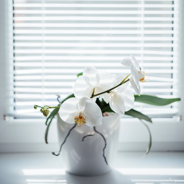 Blooming white orchid on the windowsill. Phalaenopsis on blinds window background. Home flower plants