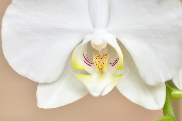 Blooming white orchid on wooden surface