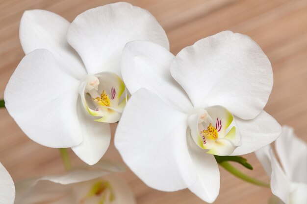 Blooming white orchid on wooden surface