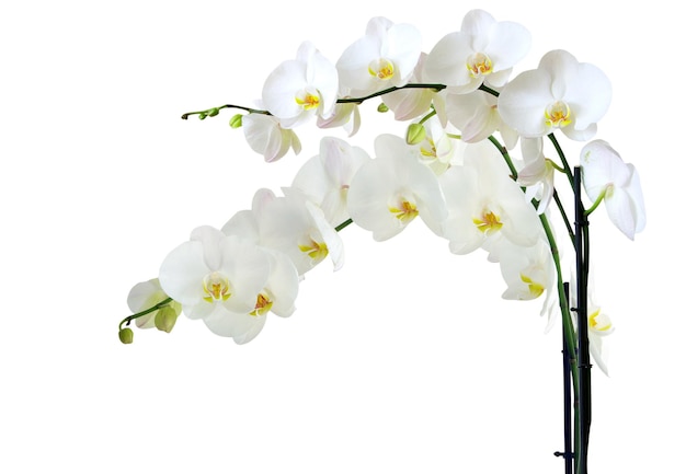 Photo blooming white orchids flower isolated on white background