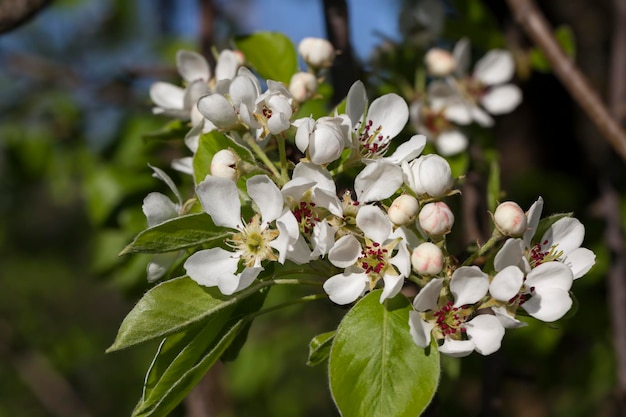Fiori di pera bianchi che sbocciano in primavera Foto Premium