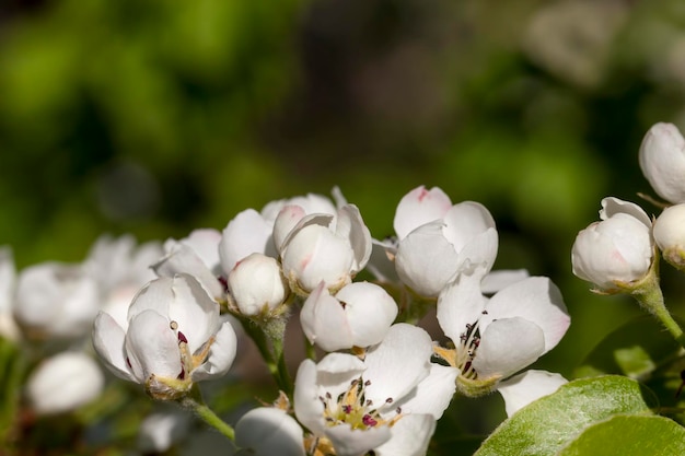 Blooming white pear flowers in spring