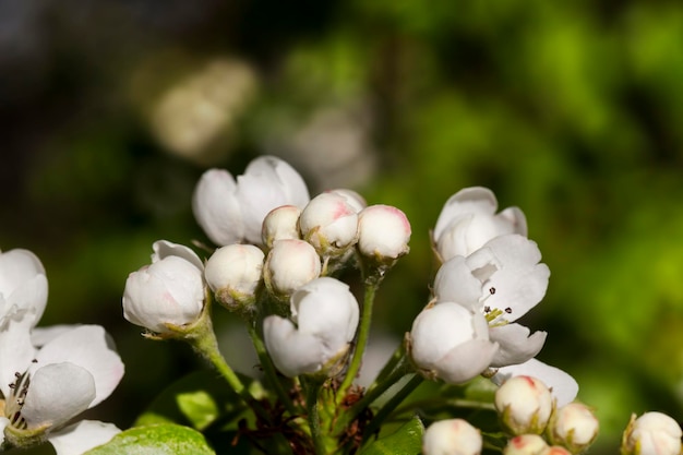 Blooming white pear flowers in spring