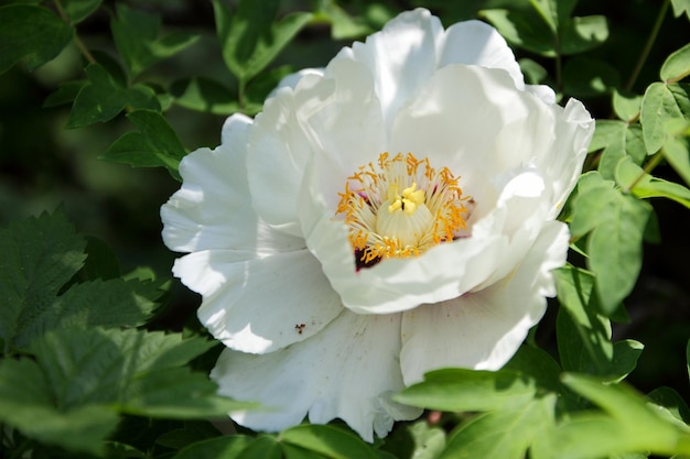 Blooming white peonies Peonies on a blurred background Copy space