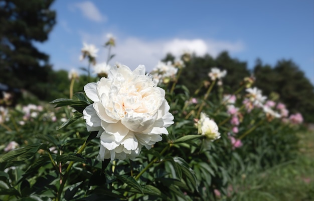 Blooming white peonies in sun light on blue sky background