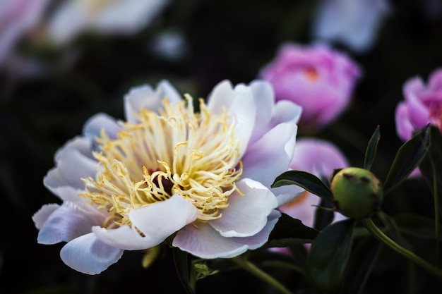 blooming white peonies