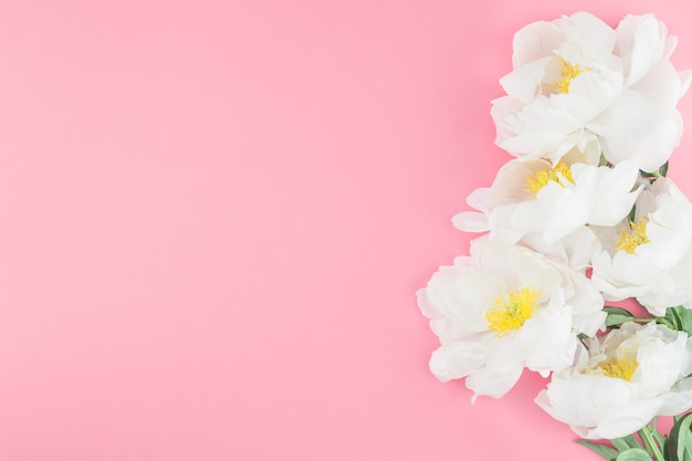 Blooming white peony flowers