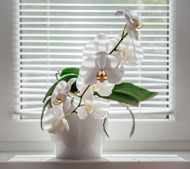 Blooming white Phalaenopsis or moth orchid on the windowsill in the bathroom, white orchid flowers under blinds diffused natural light, easy orchids to grow as homeplants