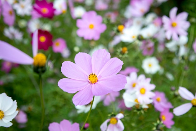 Blooming white and pink garden cosmos (Cosmos bipinnatus) flowers on a meadow