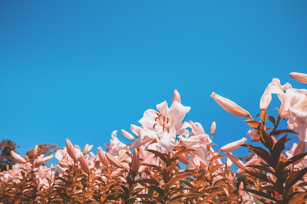 Blooming white and pink lilies against the blue sky