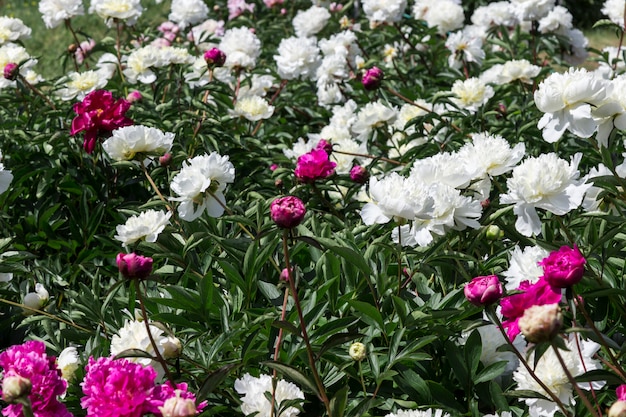 Blooming white and pink peonies among green leaves.