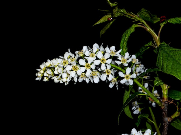 Blooming white Prunus padus tree in the night darkness