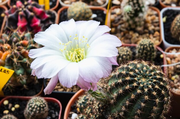 Blooming white and purple flower of Lobivia cactus