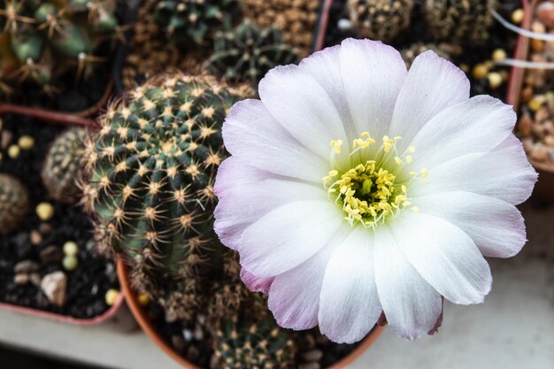 白と紫の花をかせているロビビアカクタス