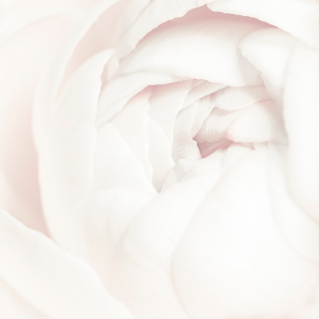 Blooming white ranunculus flower