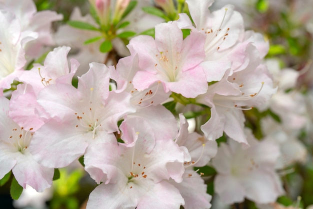 Blooming white rhododendron (azalea), close-up, selective focus, copy space.