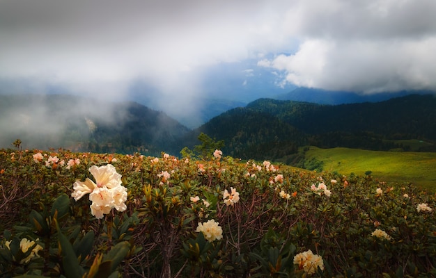 Blooming white rhododendrons in the mountains. Caucasus mountains, Russia. Beautiful summer landscape. Rosa Khutor, Sochi, Russia.