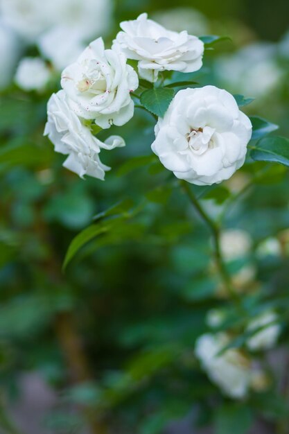 Blooming white rose on blurred background White rose on green background Copy space