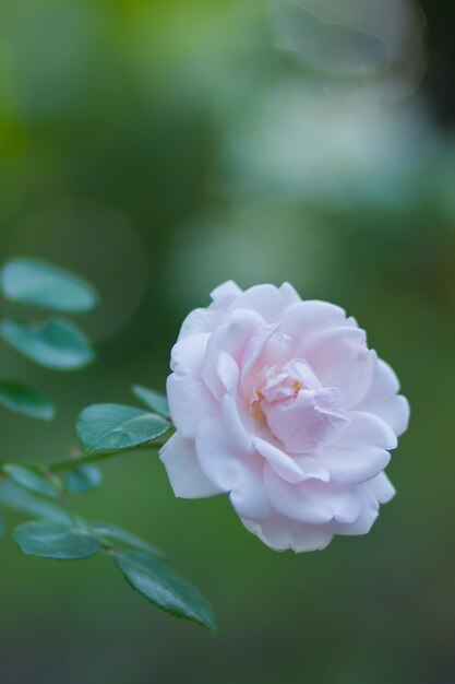 Цветущая белая роза на размытом фоне Белая роза на зеленом фоне