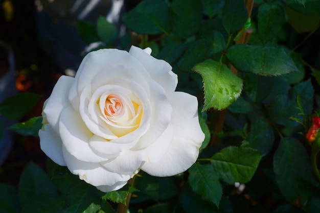 blooming white rose flower on tree