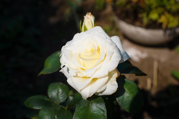 Blooming white rose in garden on sunny day outdoors Closeup beautiful flower spring time