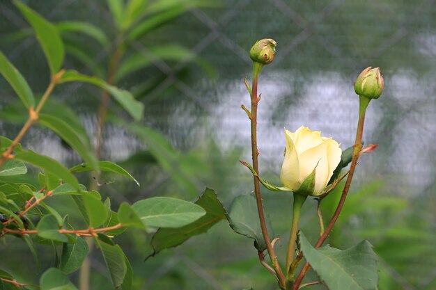 Blooming white rose in the summer garden