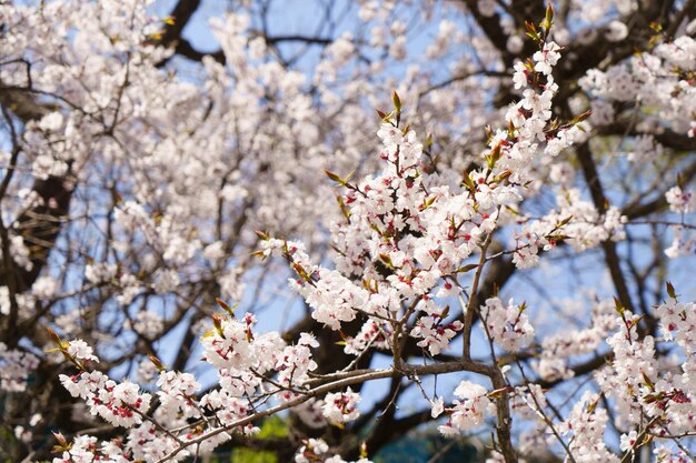 Blooming white trees