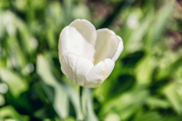 Blooming white tulip in the garden. Close-up.