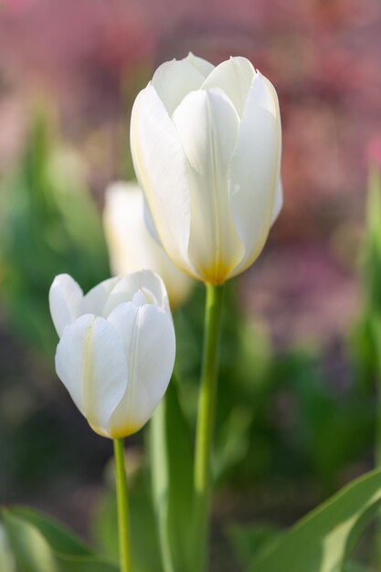 Blooming white tulips on a blurred background