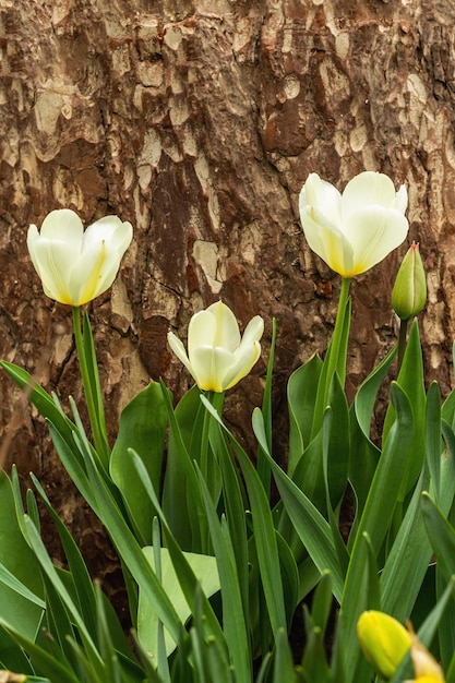 정원에 흰 튤립이 피고 봄에는 식물이 자라고 있습니다. 원예 개념 배경