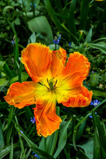 Blooming wide opened orange tulip in macro