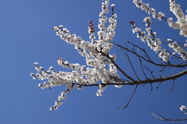 Blooming wild apricot in the garden Spring flowering trees Pollination of flowers of apricot