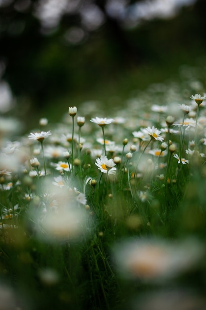 피는 야생의 꽃 Matricaria Chamomilla 또는 Matricaria Recutita 또는 Chamomile.