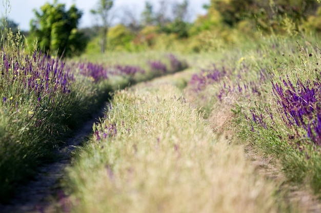 Fiore selvaggio di fioritura - fiore del prato. bellissimo campo con sfocatura dello sfondo