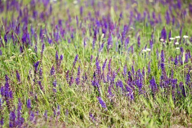 咲く野生の花 - 草原の花。ぼかしの背景を持つ美しいフィールド