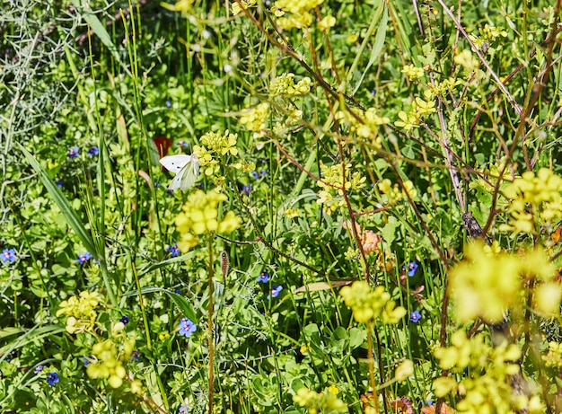Цветущие полевые цветы на фоне зеленой травы весной