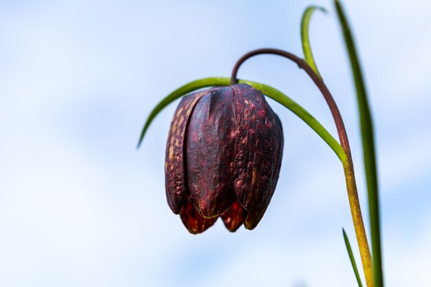 Blooming wild Fritillaria close up.