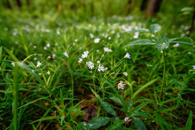 Blooming wild green stellaria holostea in the forest in spring